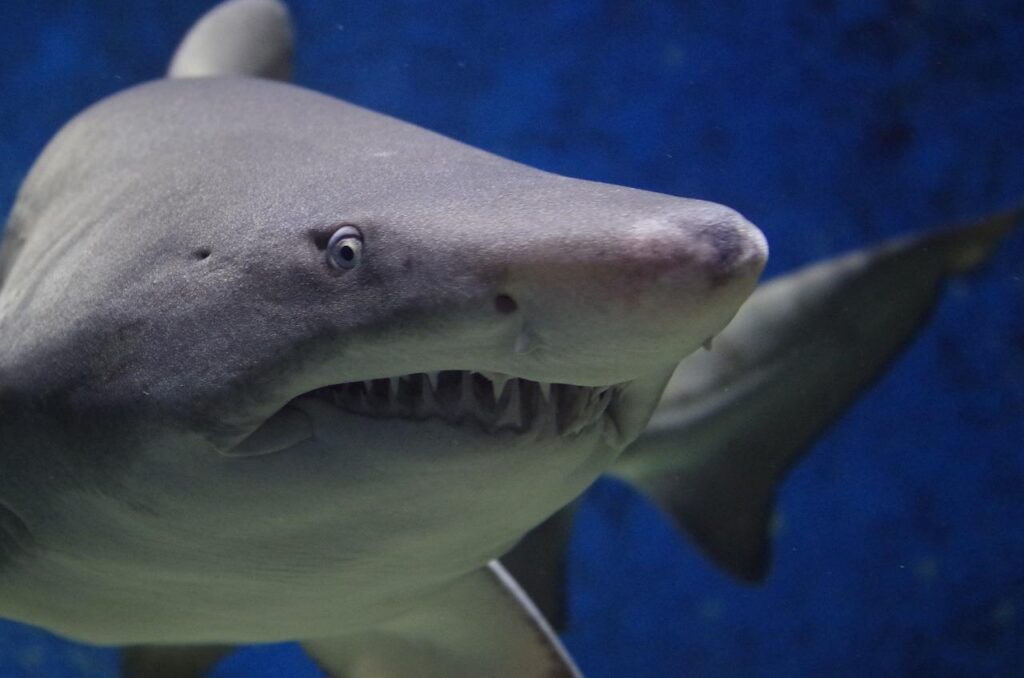 У акулы впервые в мире выявили менингит