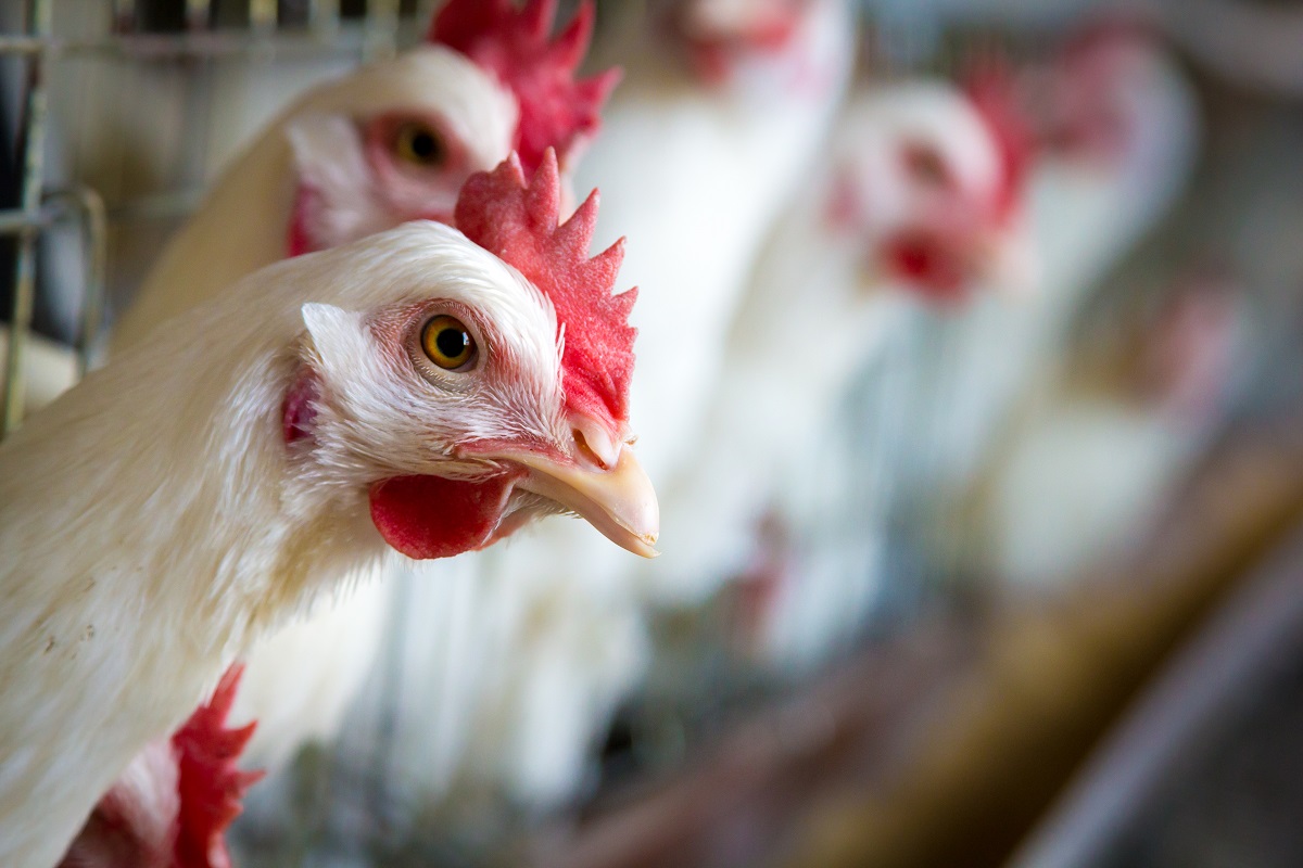 В ЮАР уничтожили 410 тыс. кур из-за гриппа птиц