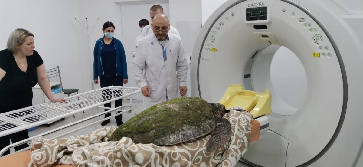Средиземноморской черепахе сделали КТ в горбольнице Анапы