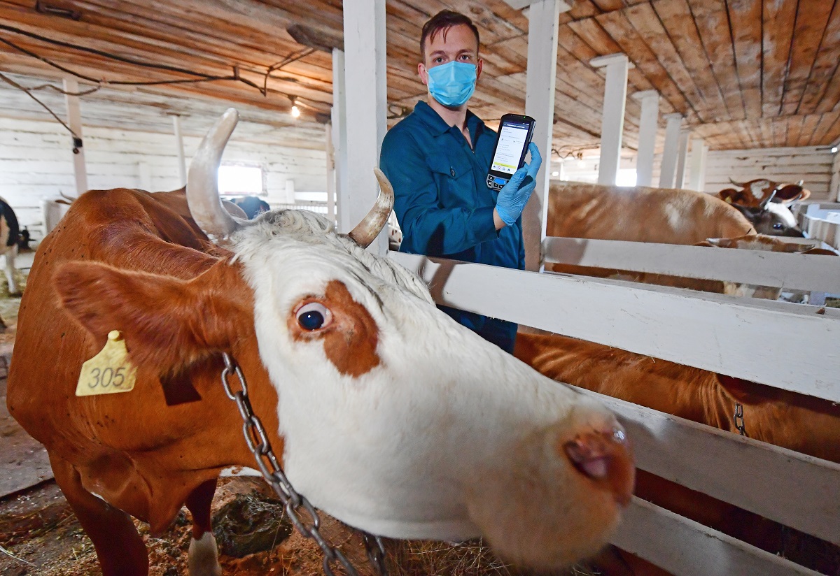 Как в России идет подготовка к обязательной маркировке скота