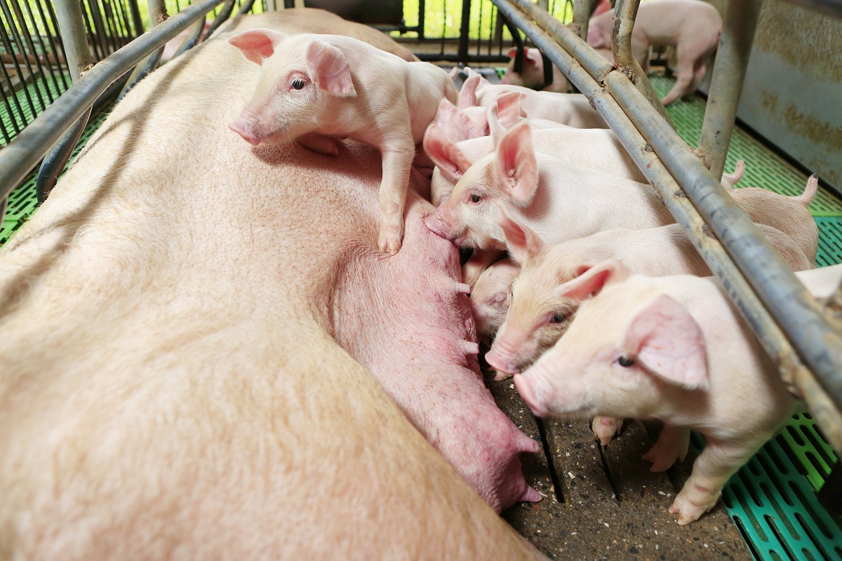 Поголовье свиней в России увеличилось на 1 млн