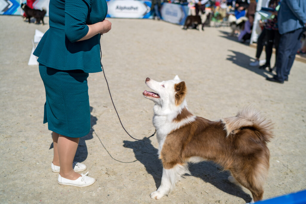 «Евразия 2022»: выставка собак под эгидой РКФ