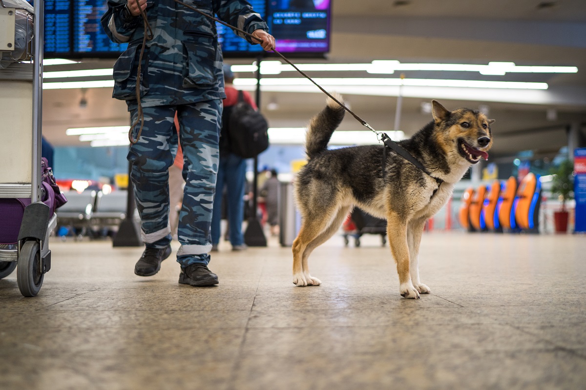 Служебных собак защитит новый приказ Минобороны России