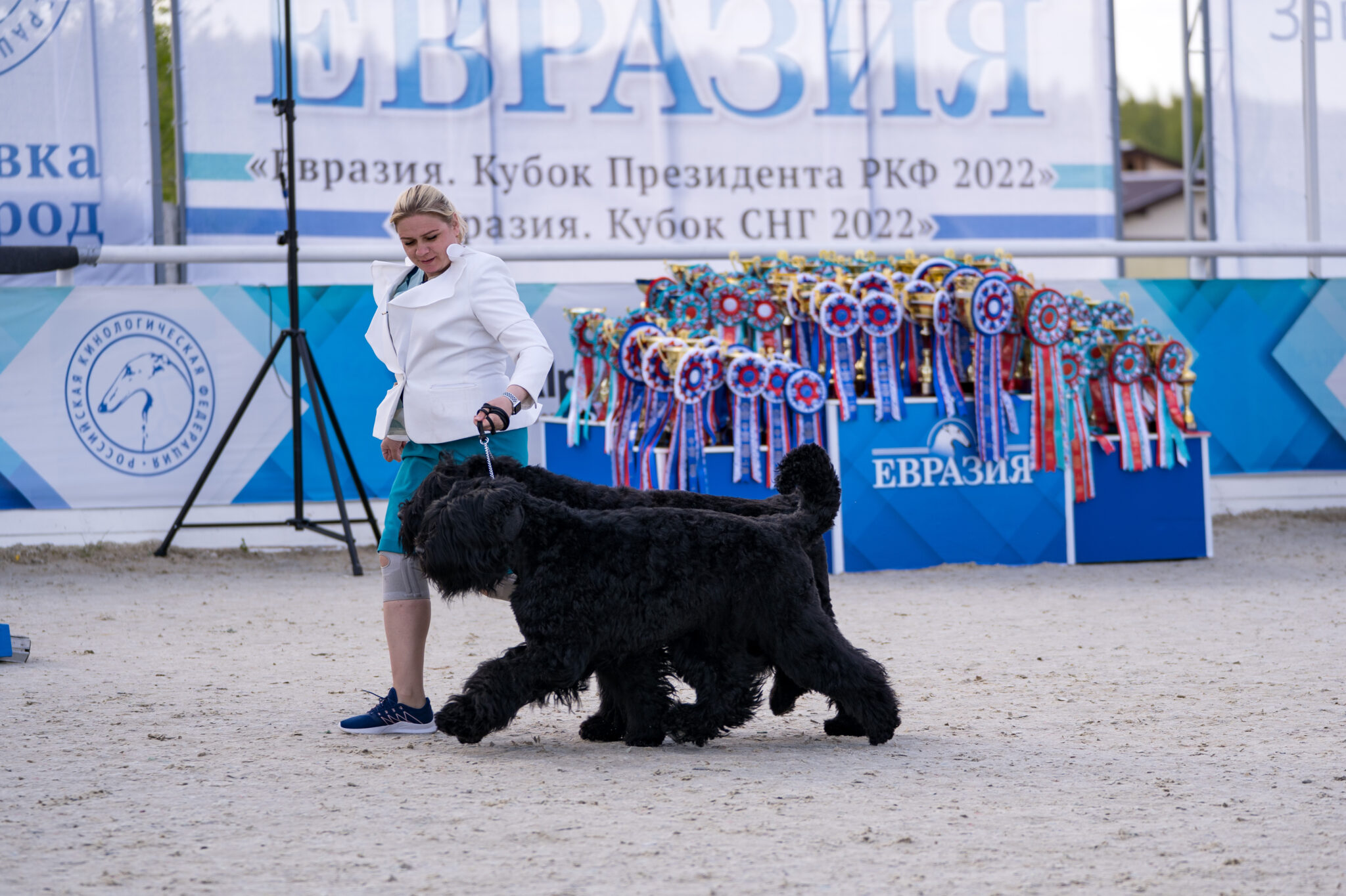 Собаки екатеринбург. Евразия 2022 выставка собак. Выставочные собаки 2022. Евразия 2022 выставка собак фото. На выставке собак.