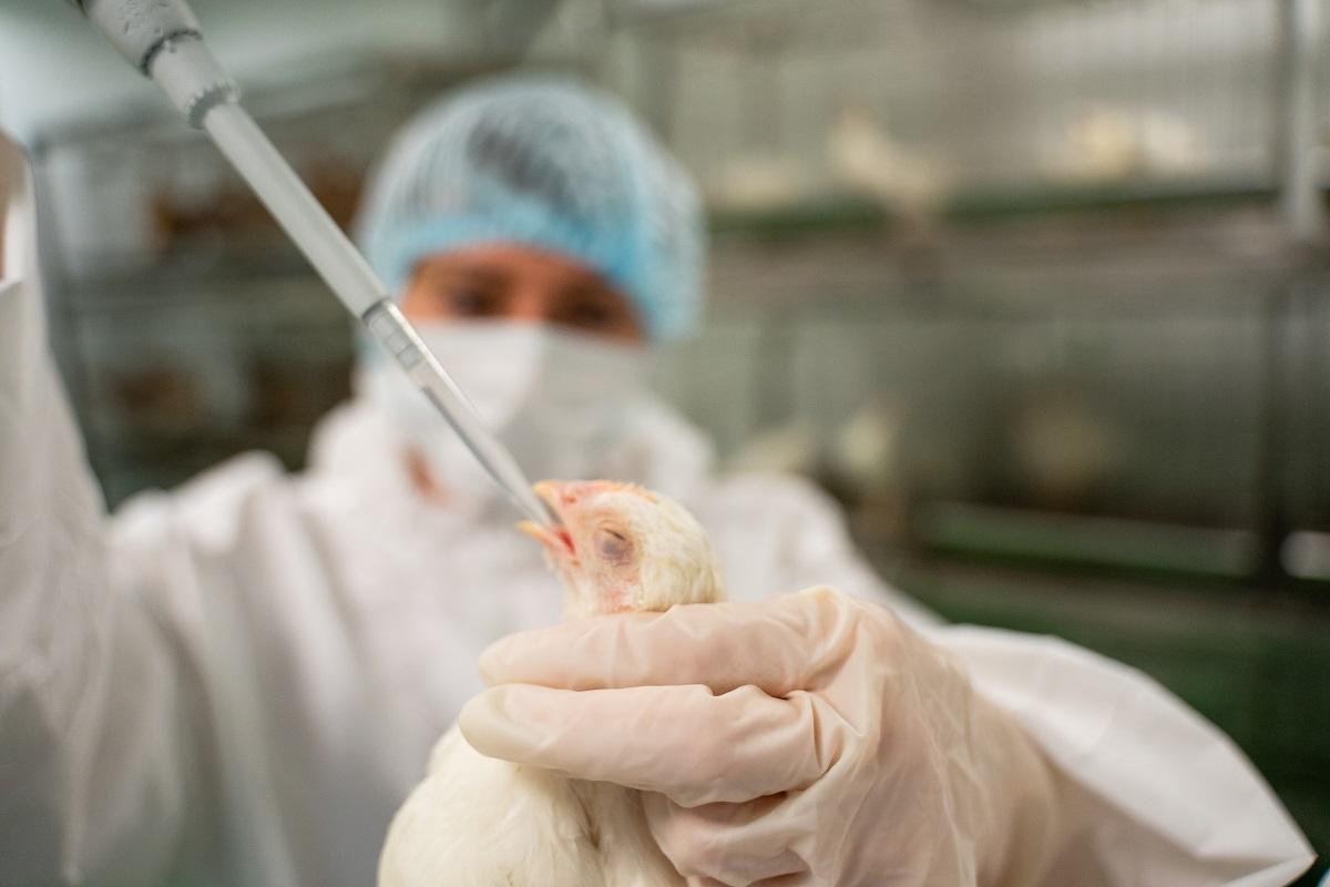 Ученые ВНИИЗЖ зарегистрировали новую вакцину против инфекционного ринита кур