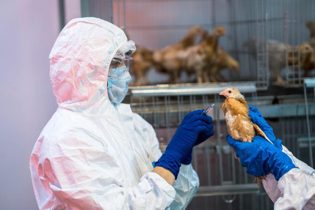 ВНИИЗЖ разрабатывает вакцину против высокопатогенного гриппа птиц
