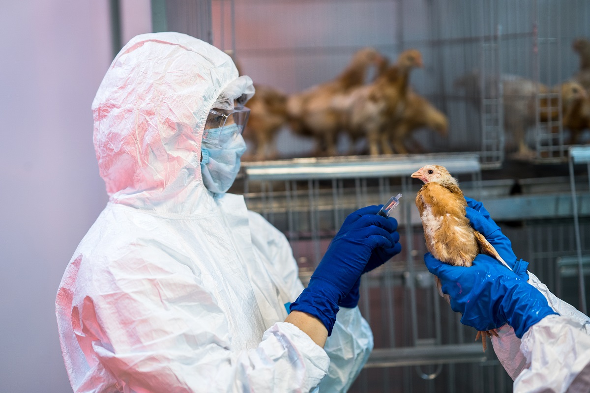 Вакцинацию промышленного поголовья против гриппа птиц начали более 30 стран
