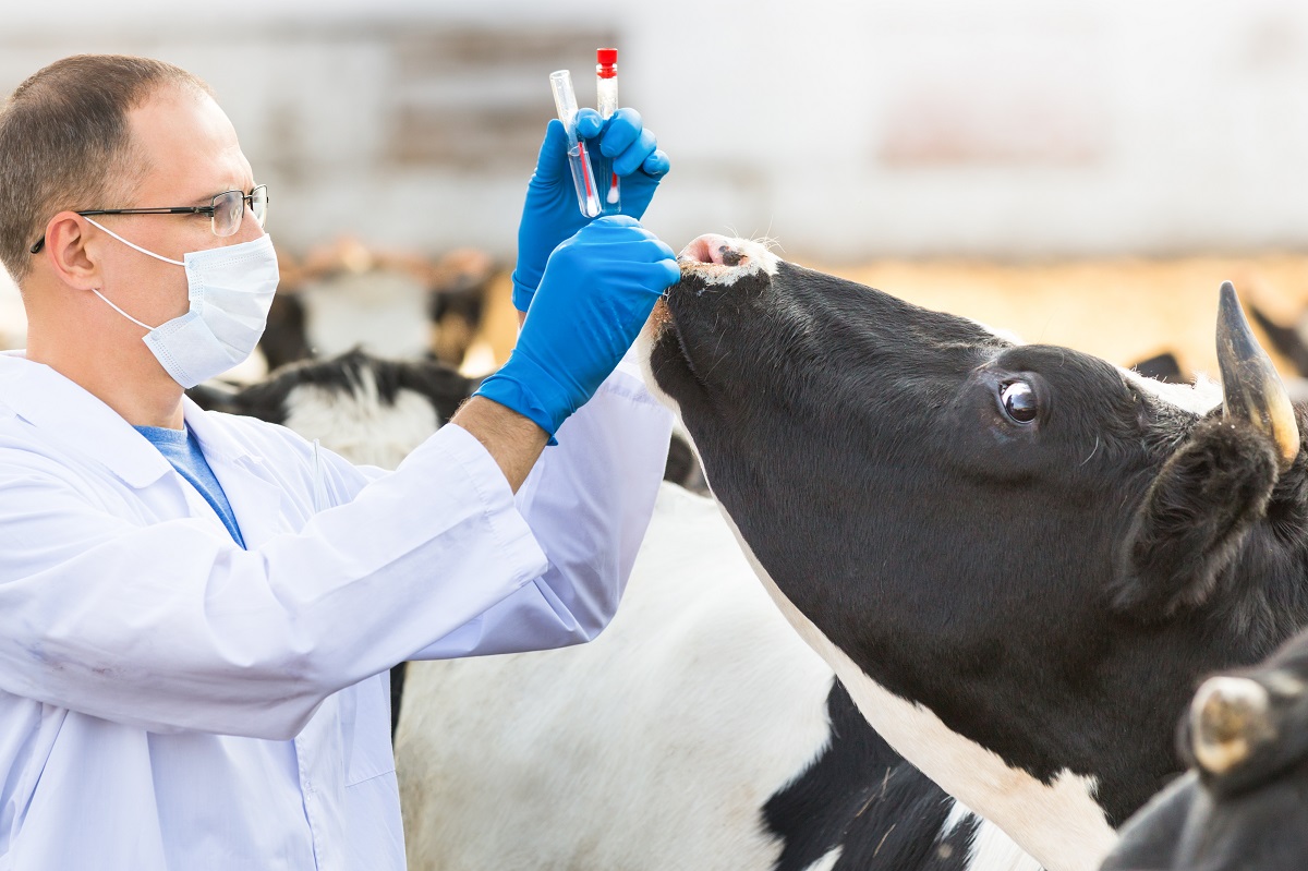 Ученые оценили роль животноводства в распространении устойчивых к антибиотикам бактерий
