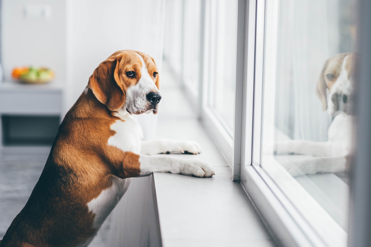 Эксперт назвала условия для увеличения в России количества отелей dog-friendly