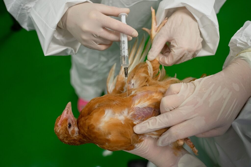 Scientists think vaccination against bird flu is an option