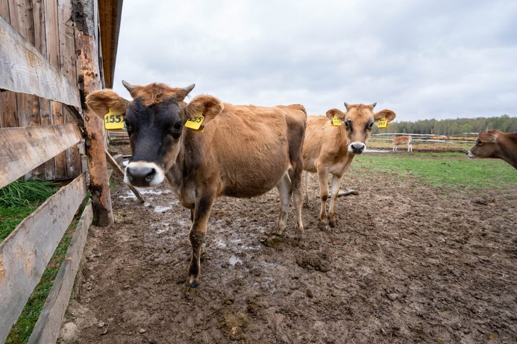 Draft on manure handling passed by State Duma in its first reading