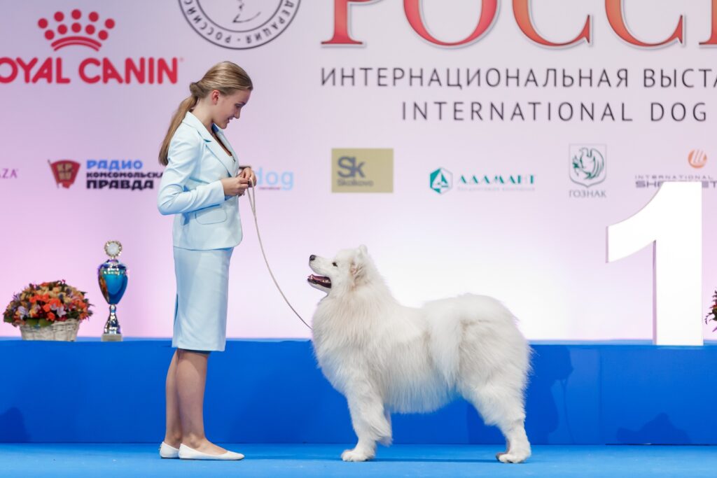 Blitz на выставке «Евразия-2021» в Москве, «Лучшая собака выставки» — итоги «Евразии 2021»
