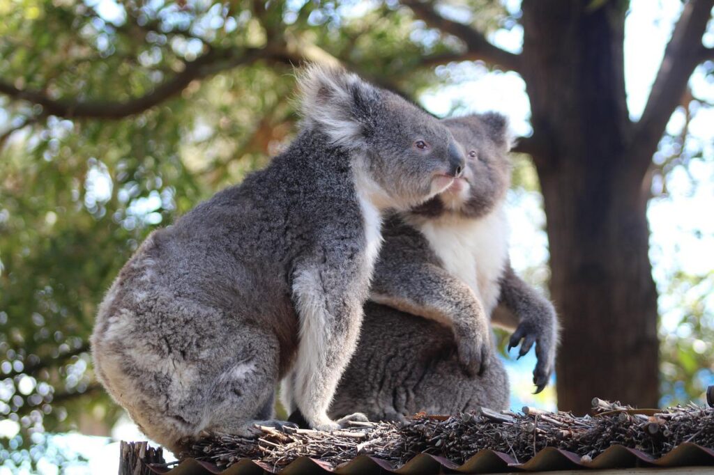 Австралийские ученые прививают коал от хламидиоза