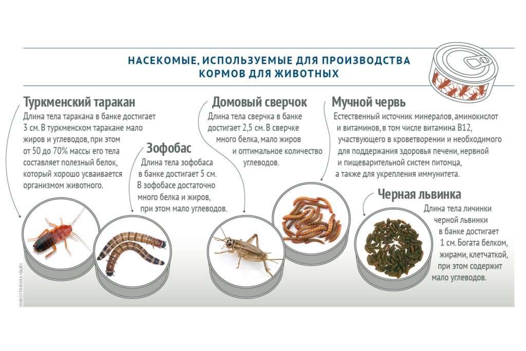 Каких насекомых используют для производства кормов для животных