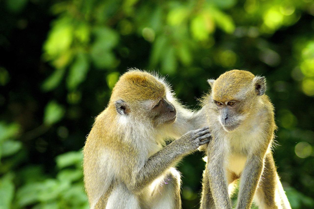 Зоозащитники добились решения Air France о прекращении перевозки обезьян