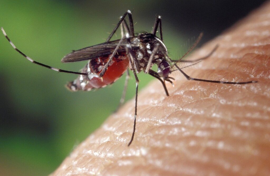 Ученые США временно изменили гены комарам