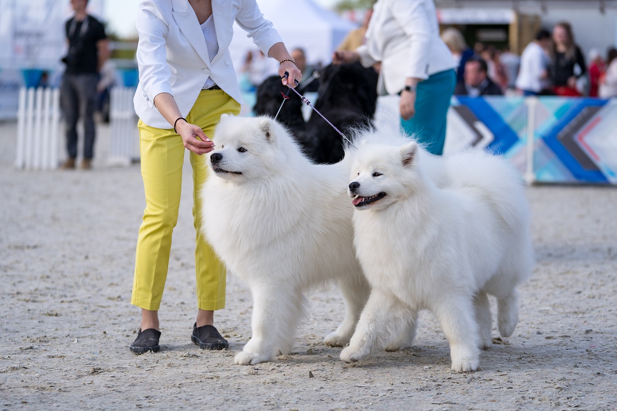 Российские заводчики поедут на выставку собак в Мадрид