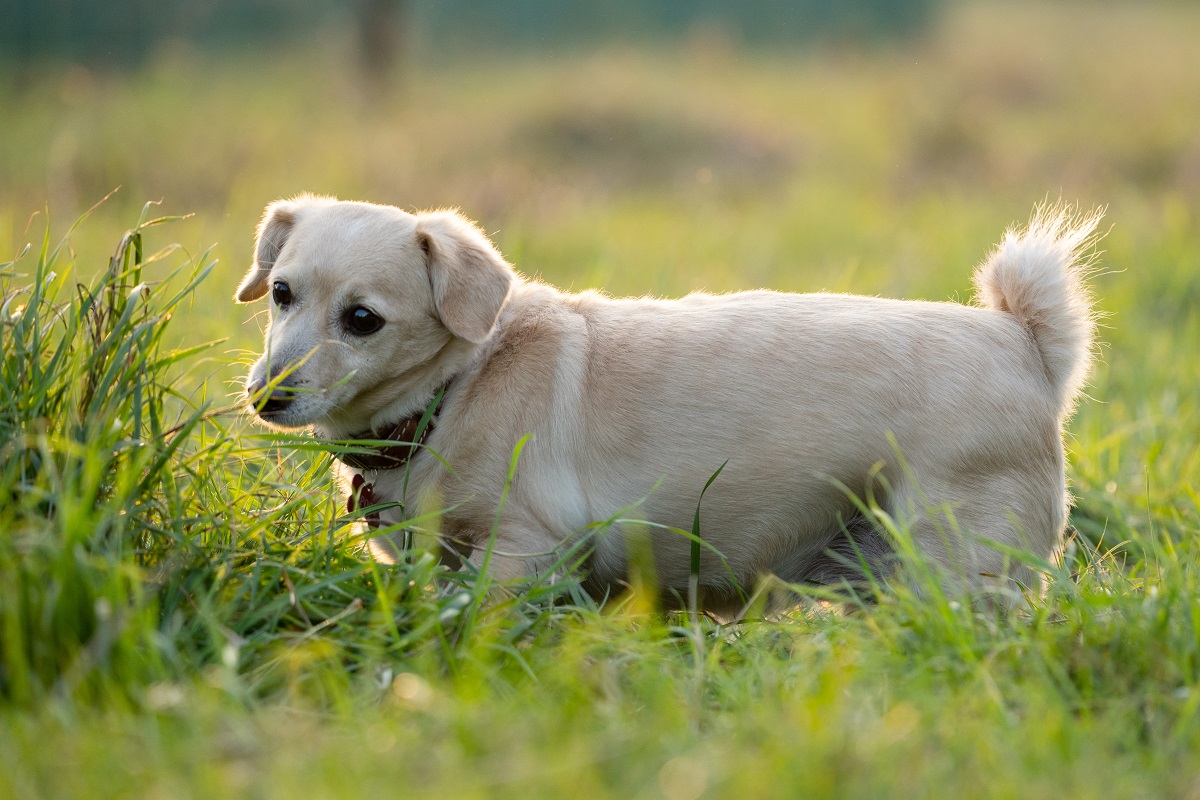 Зачем собаки едят траву и опасно ли это для животного | Ветеринария и жизнь