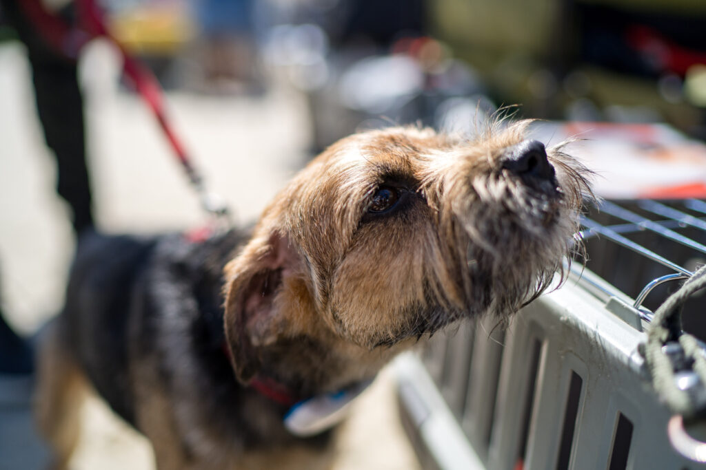 В Японии пропавших собак будут искать по отпечатку носа
