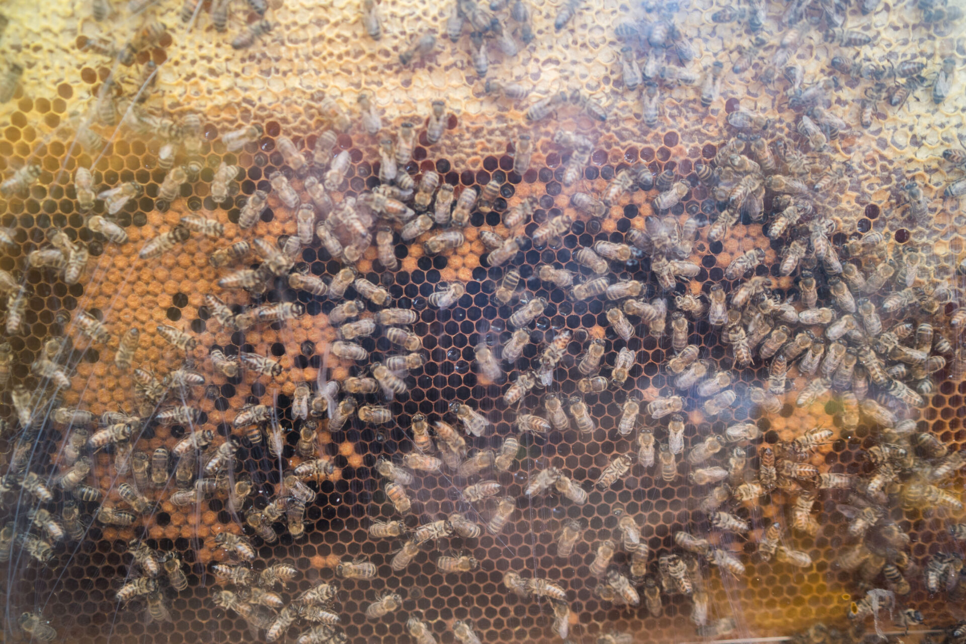 Ветспециалисты предупредили об опасности нозематоза для пчеловодческих хозяйств
