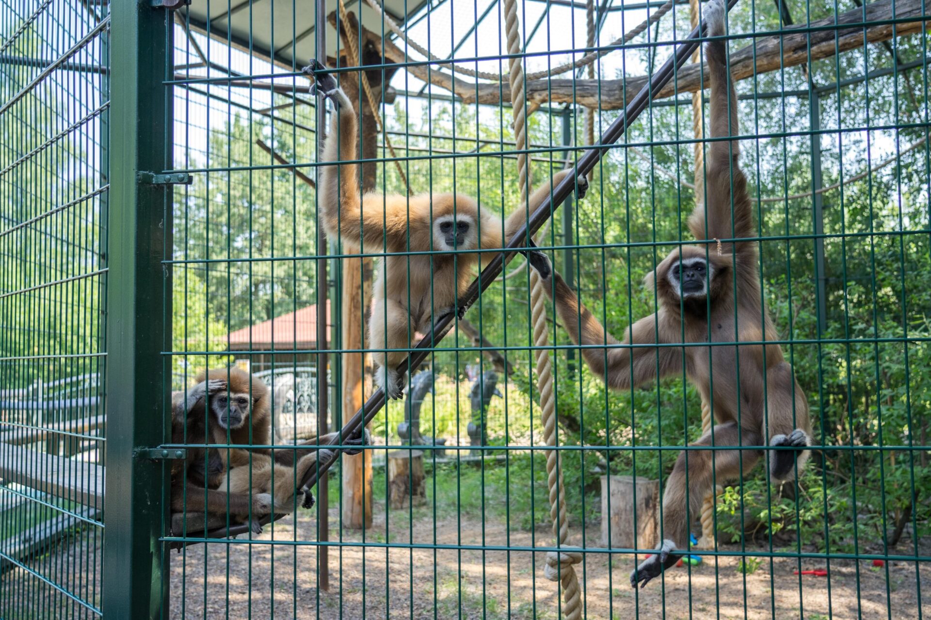 В Нигерии из-за оспы обезьян запретили продавать мясо диких животных