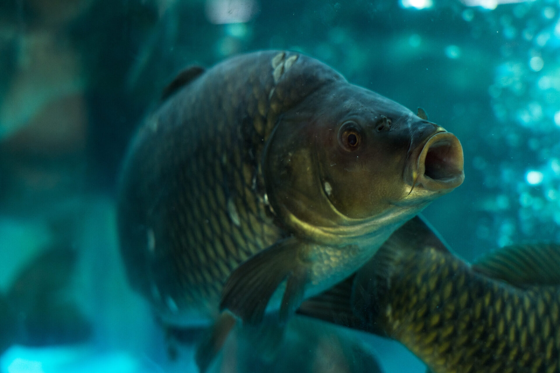 Ветспециалисты прогнозируют высокий риск развития псевдомоноза у рыб в январе