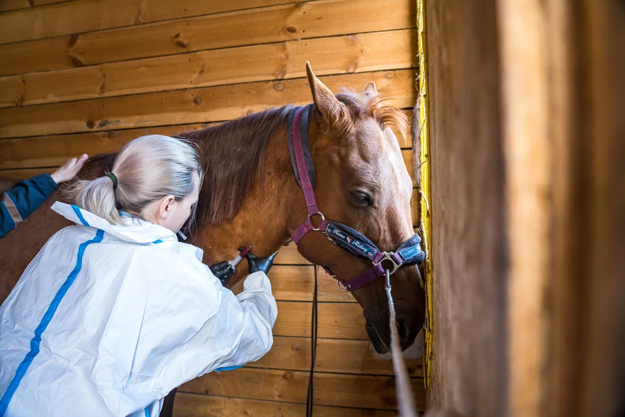 В Испании отменили соревнования из-за вспышки ринопневмонии лошадей