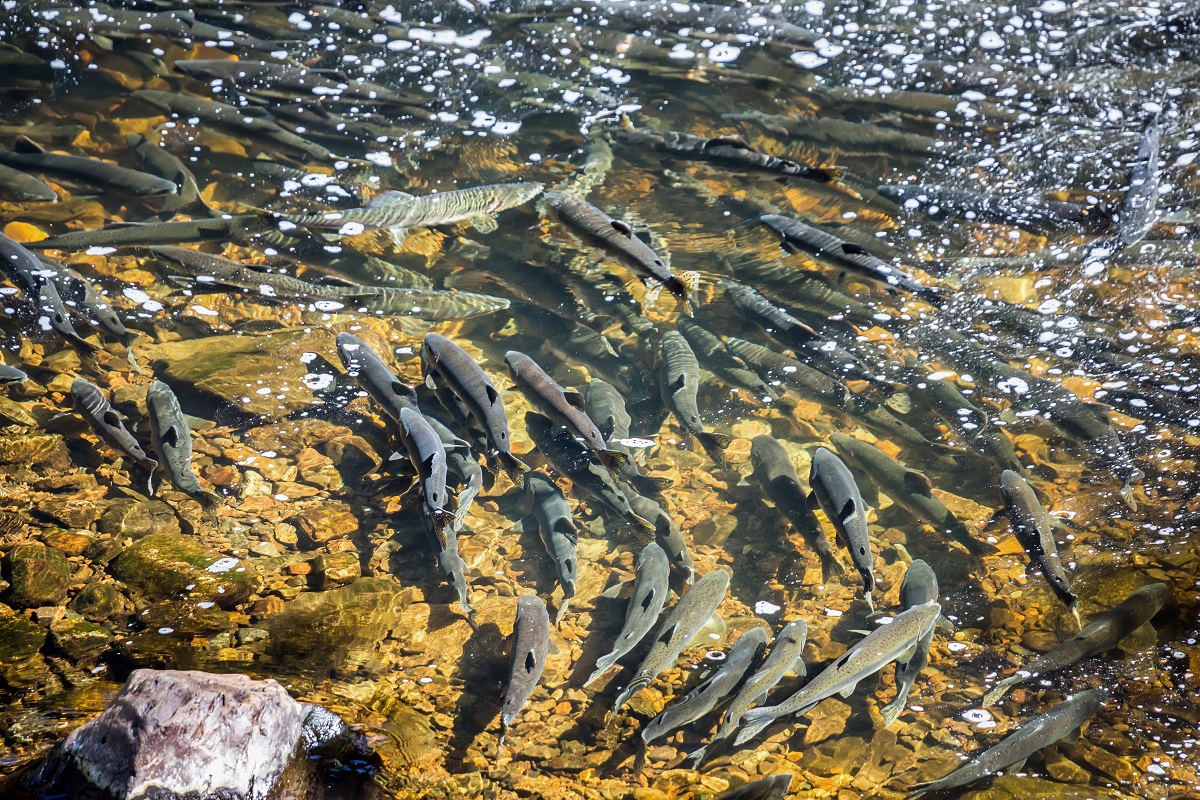 Росприроднадзор опасается мора рыбы в водоемах Санкт-Петербурга из-за жары
