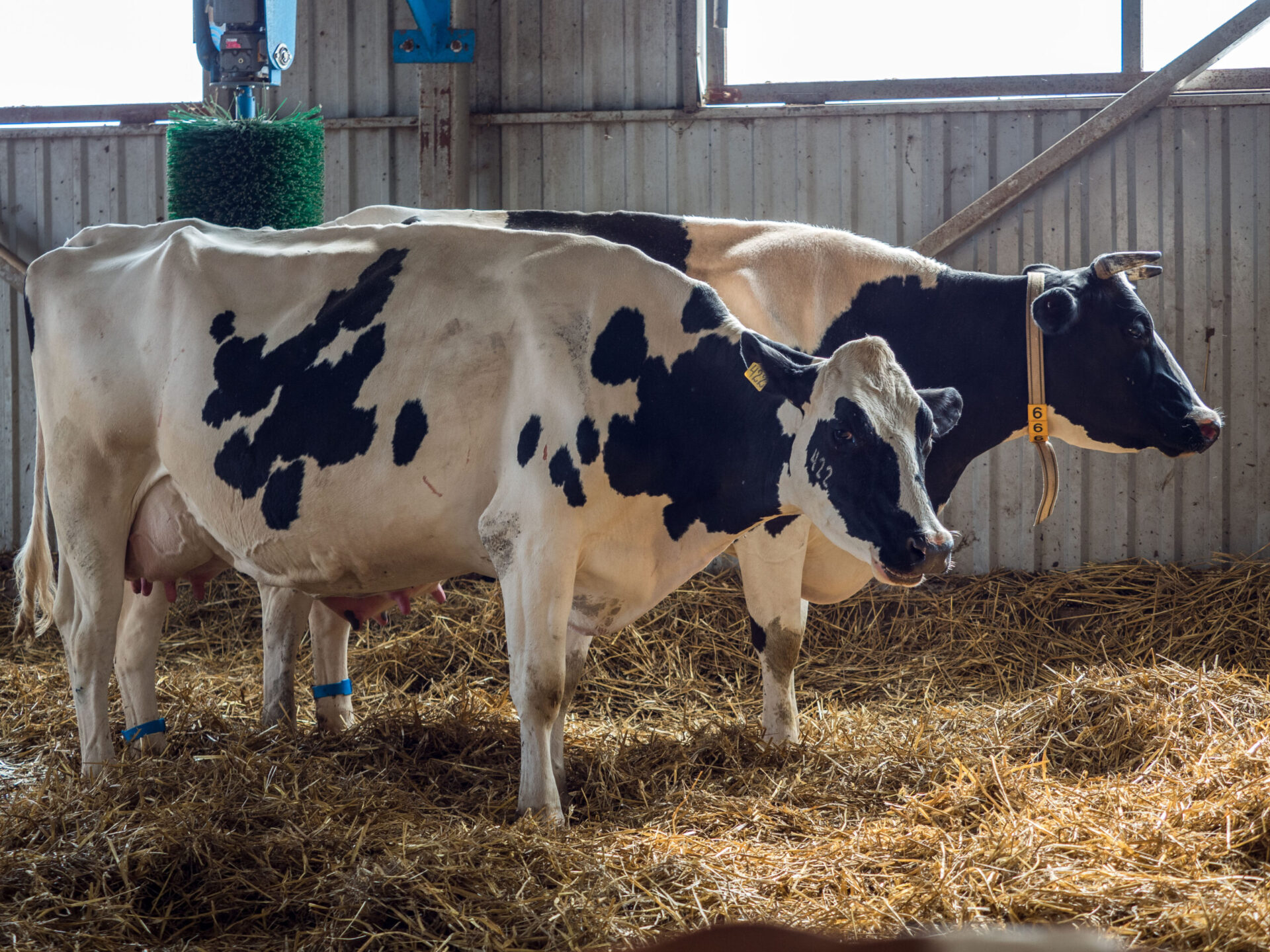 В Новой Зеландии планируют ввести налог на выбросы животноводческих ферм