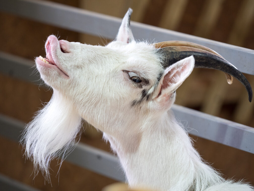 Исследование: козы умеют отличать радостный голос человека от сердитого