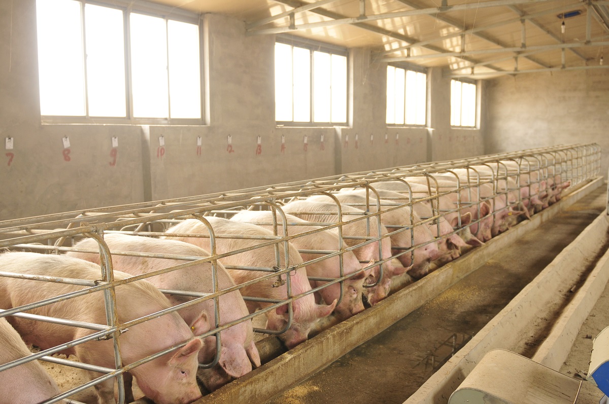 Цены на живых свиней с начала года упали на 7,5%