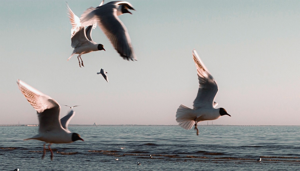 Тысячи мертвых птиц выбросило на берег Канады