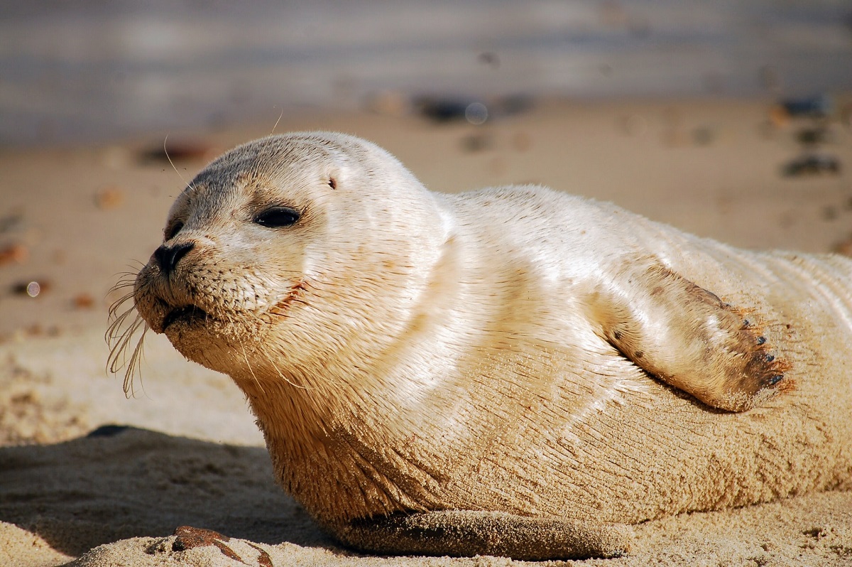 Ученые оценят влияние «красных приливов» на морских млекопитающих на Камчатке