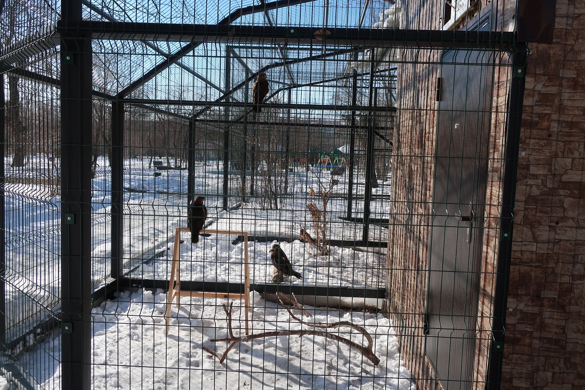 Питомник для хищных птиц построили в Омской области на грант президента