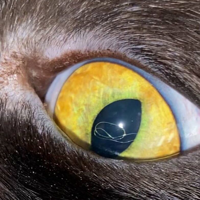 Выделения из глаз у кошек