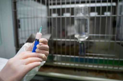 Вьетнам объявил о выпуске в оборот коммерческой вакцины против АЧС