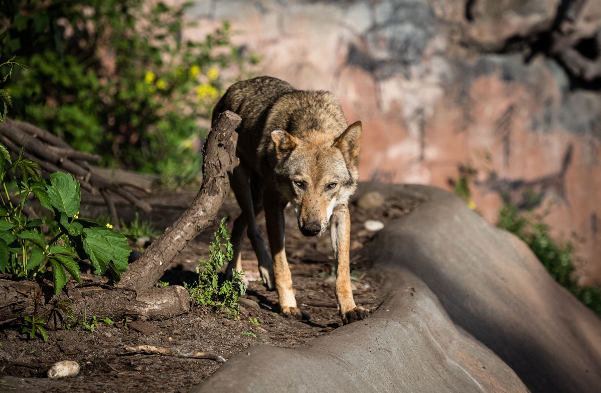 В Архангельской области открыта охота на волков
