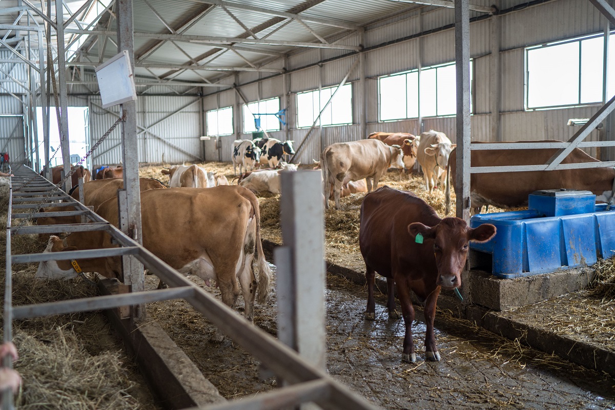 Эксперт из Бразилии поделилась опытом сокращения использования антибиотиков в животноводстве