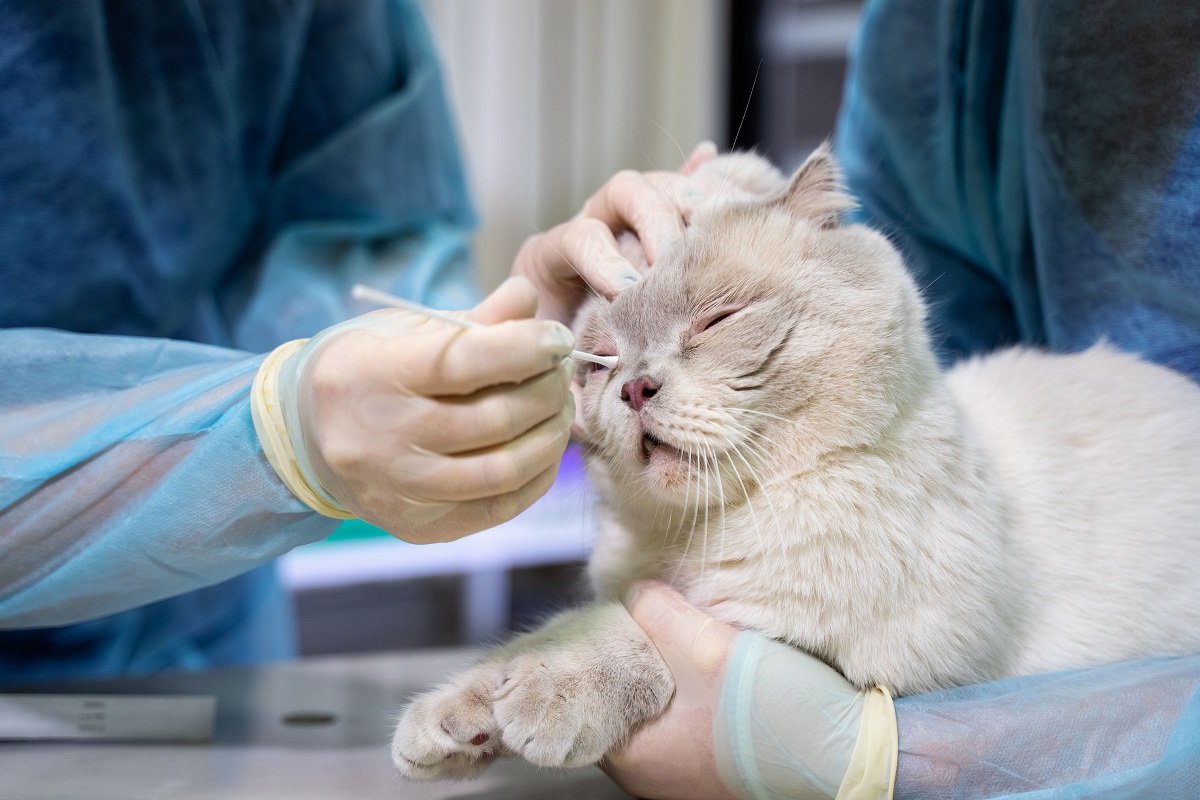 Зарегистрирован первый случай заражения человека новым коронавирусом от кошки