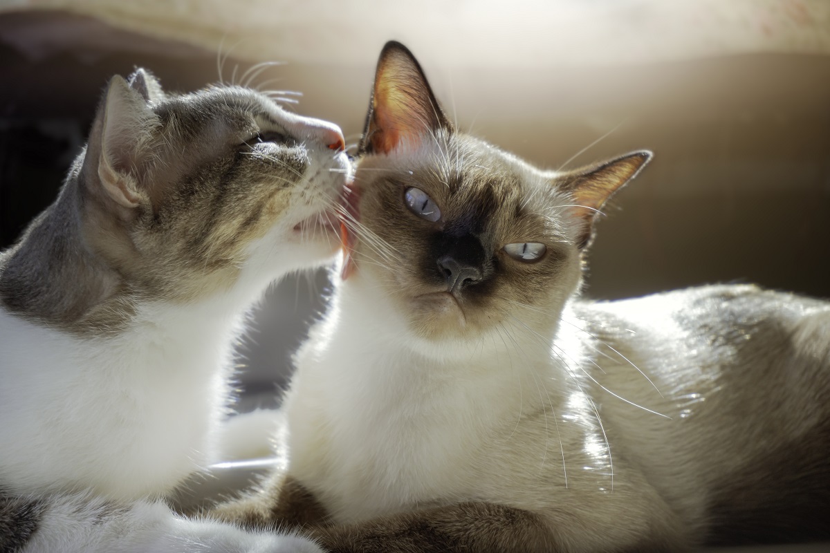 Ветспециалисты пояснили, почему вирусную лейкемию кошек называют «смертельным поцелуем»