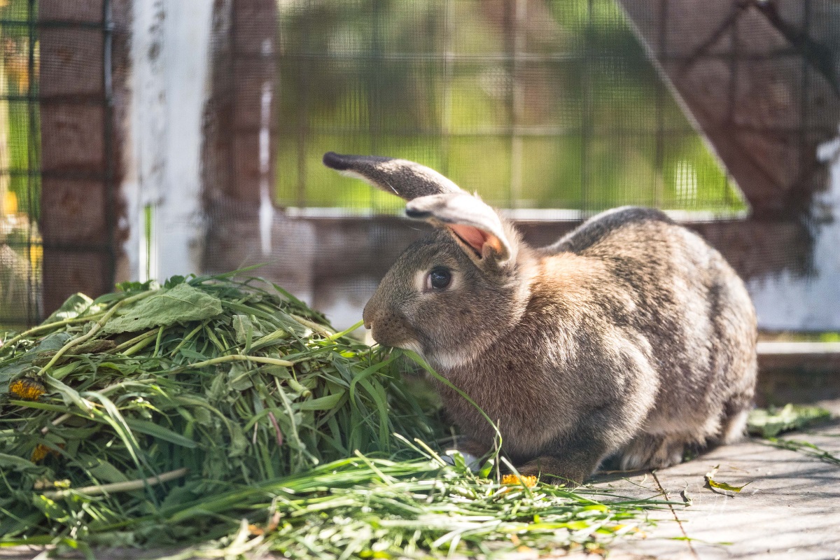 Откуда уши растут: российские кролиководы рассказали о проблемах отрасли
