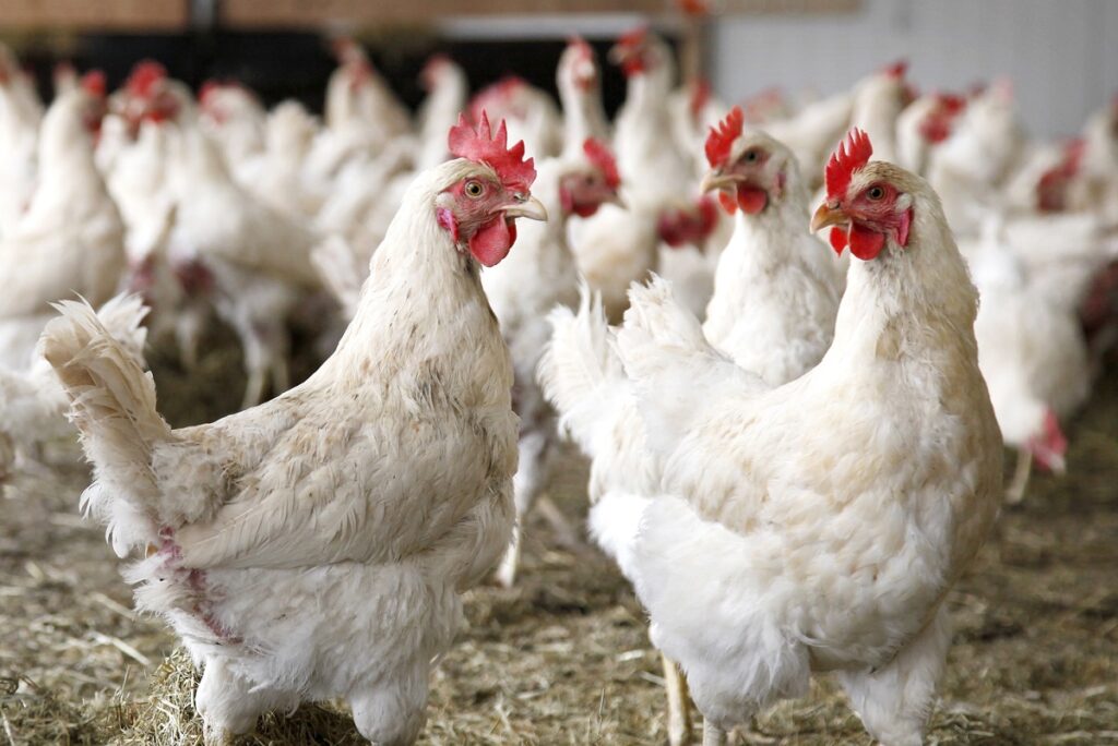 В Германии ликвидируют 110 тыс. кур из-за гриппа птиц