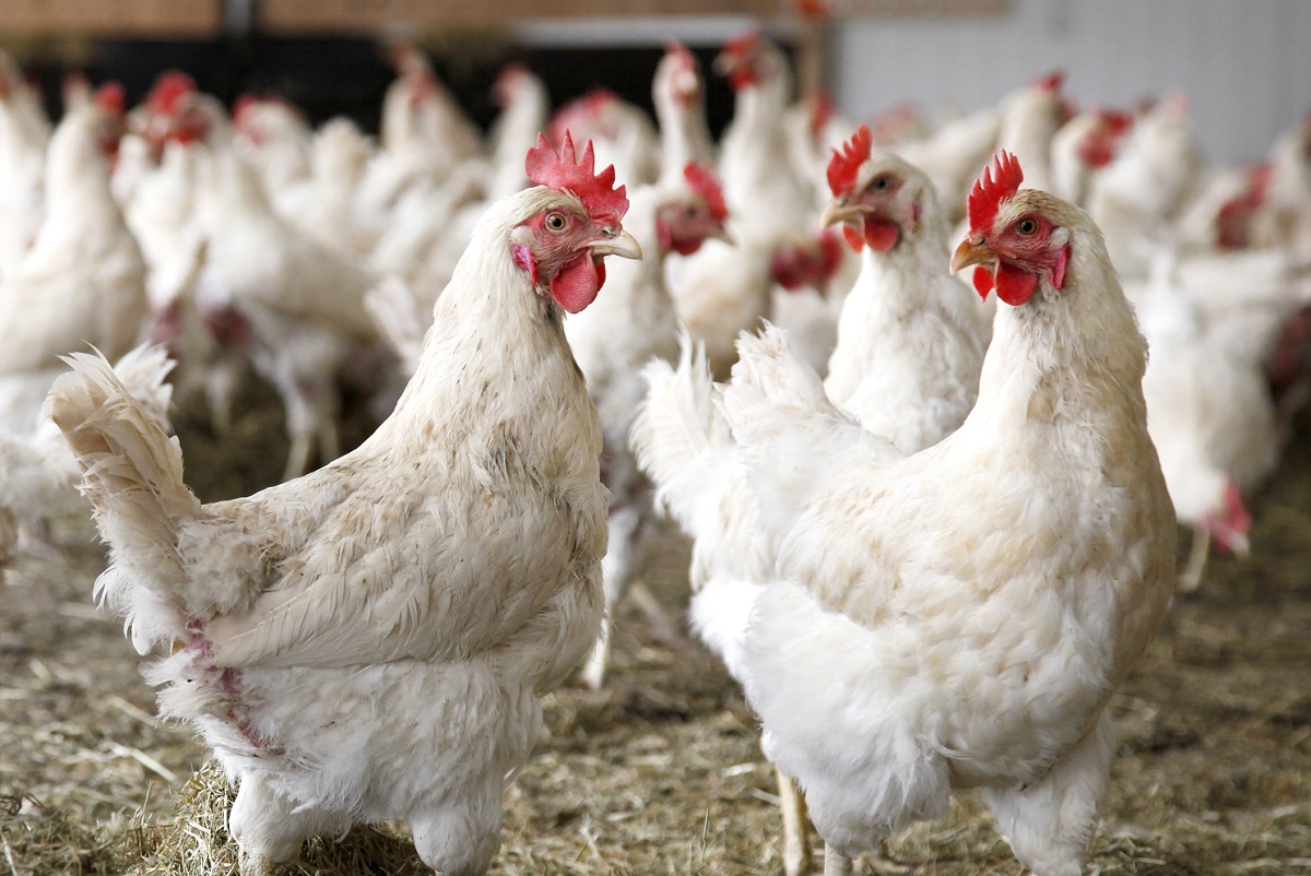 Исследование: тепловой стресс негативно влияет на качество мяса птицы и яиц