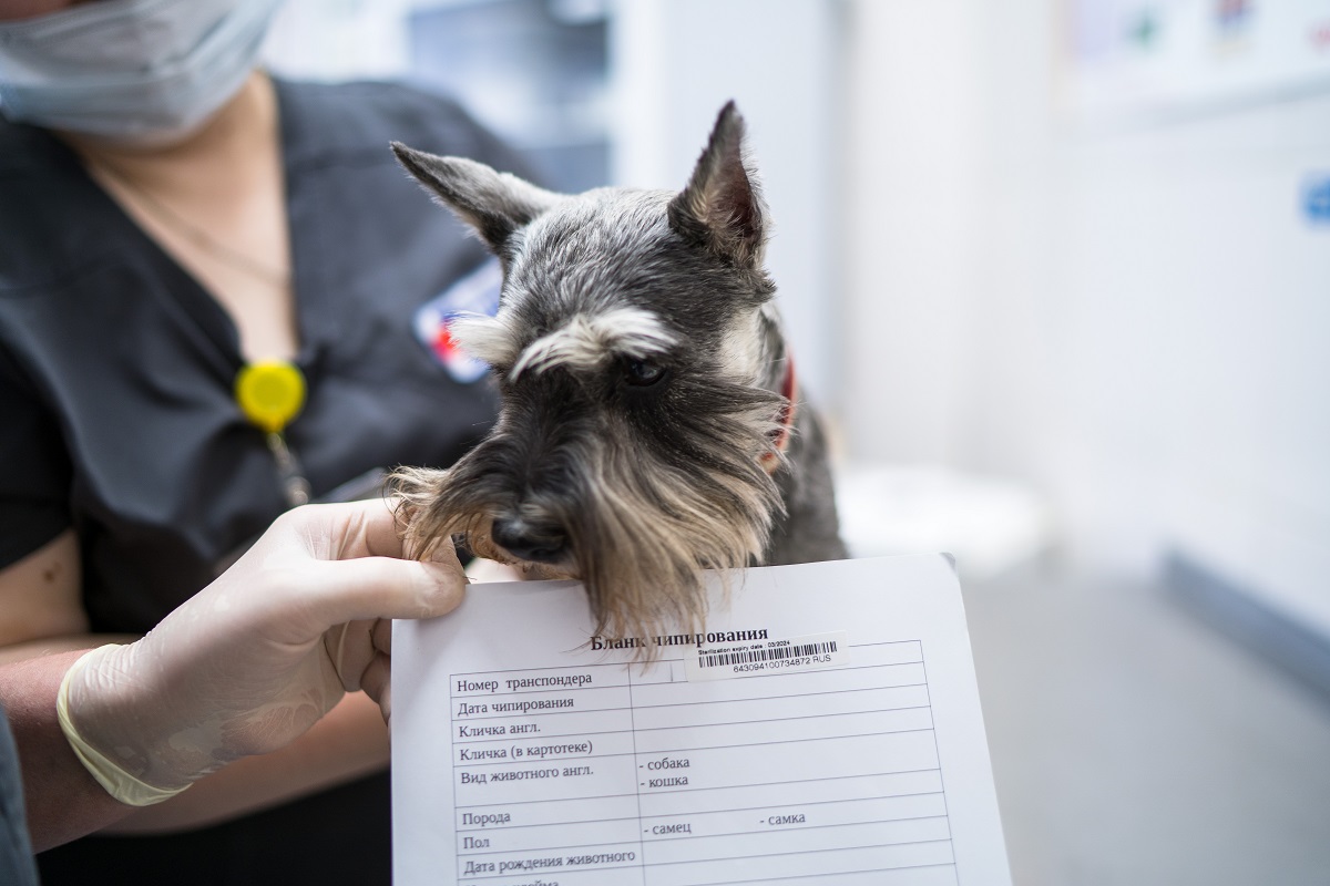 В Госдуму внесут законопроект о маркировании кошек и собак