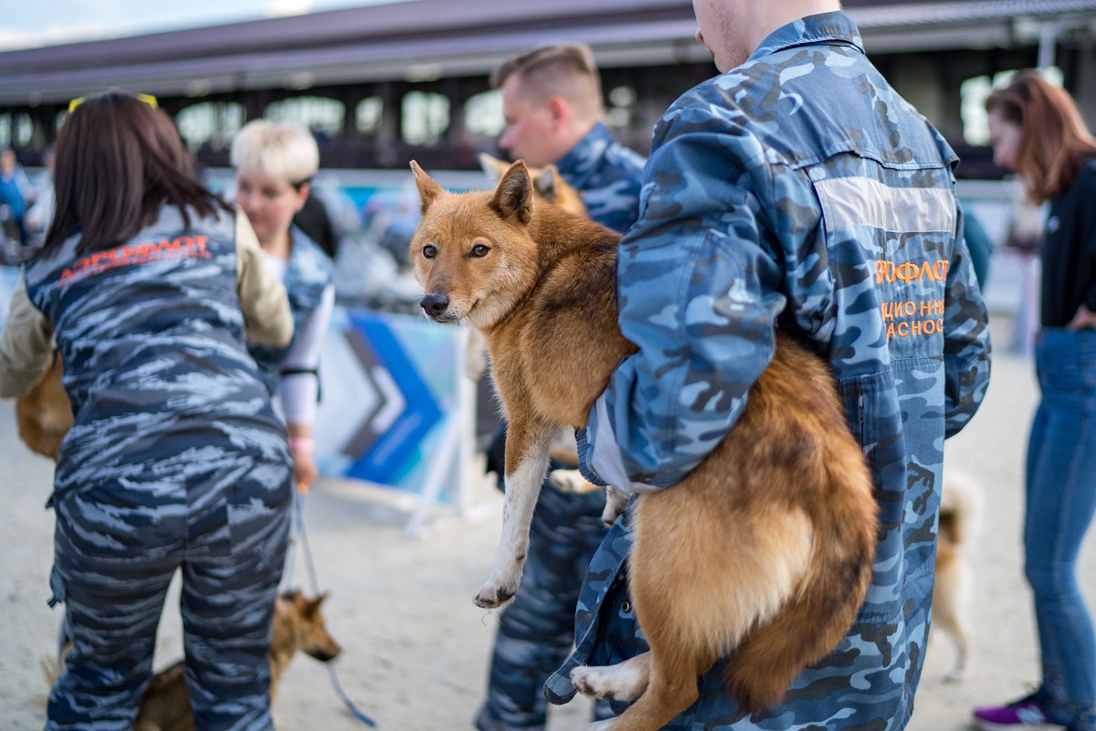 На Ямале зоозащитники организовали сбор гуманитарной помощи для служебных  собак, задействованных в СВО | Ветеринария и жизнь