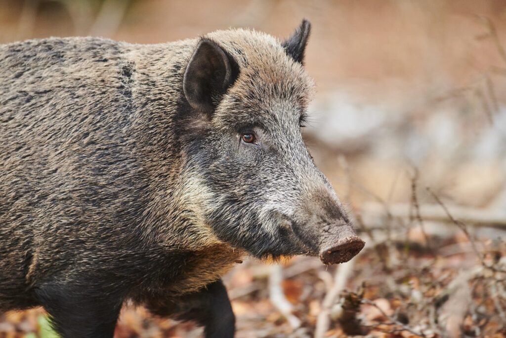 В Польше растет число вспышек африканской чумы свиней