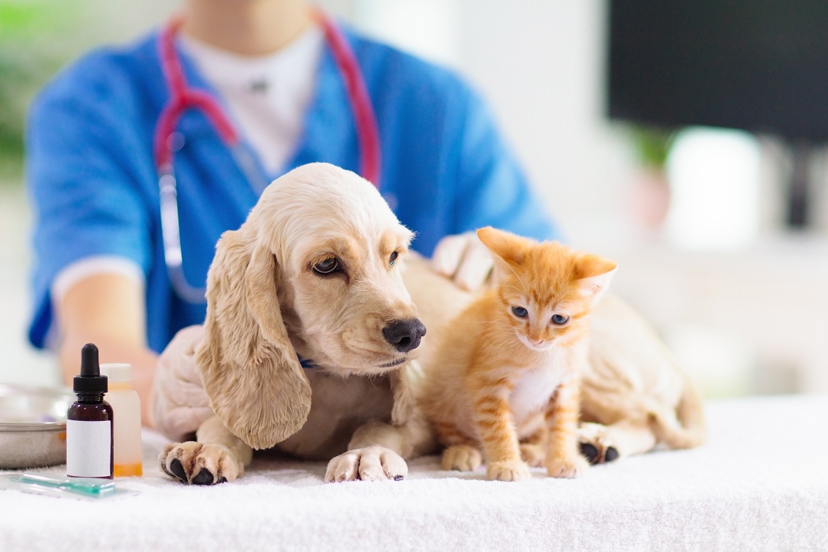 Производство российских вакцин для кошек и собак выросло на 18%