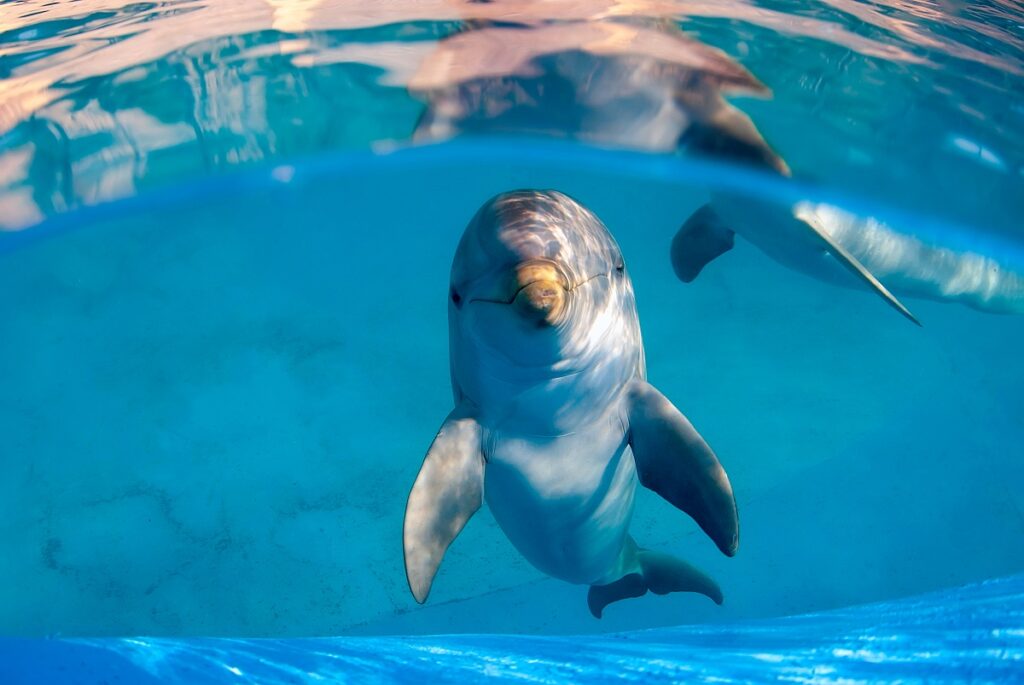 В США откроют ветклинику для выброшенных на берег дельфинов