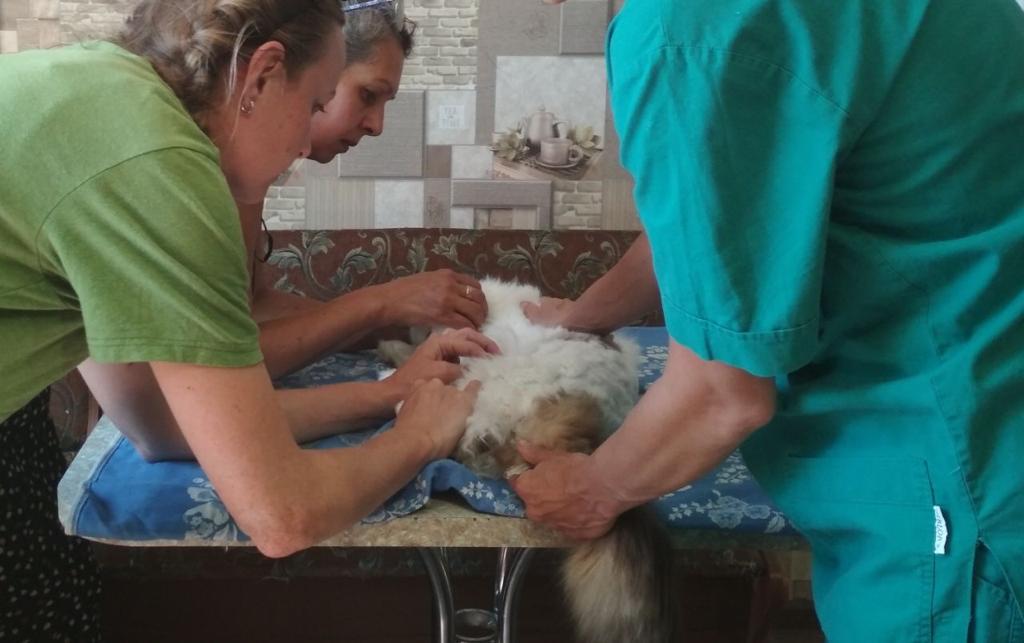 Сотрудники ДГТУ участвуют в оказании ветеринарной помощи животным в Мариуполе