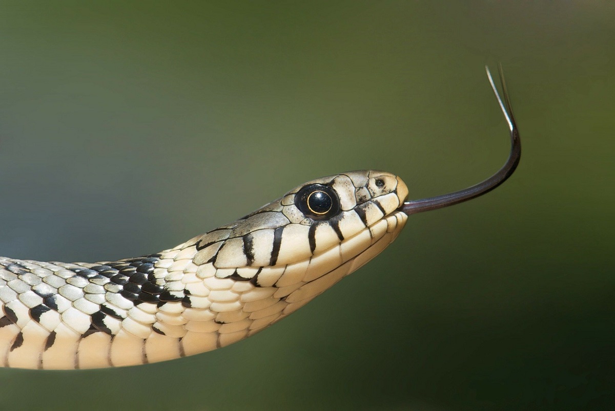 Москвичам рассказали, как уберечься от укуса змеи в лесу | Ветеринария и  жизнь